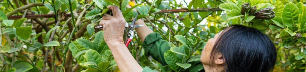 ตัดกิ่งง่าย คมกริบ ได้ผลลัพธ์ระดับมืออาชีพ