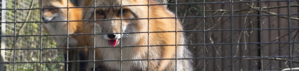 คอกสัตว์ ขนาดใหญ่ แข็งแรง ทนทาน ต่อขยายได้ พร้อม กรง เหล็กชุบกันสนิมอย่างดี