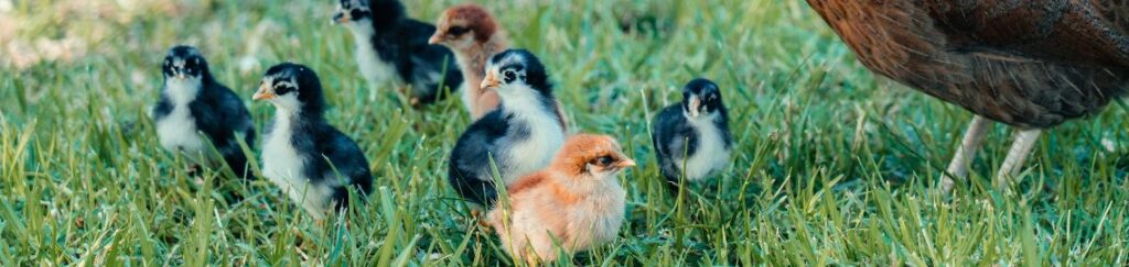 ถังน้ำ พลาสติกหนาพิเศษ ทนทาน ไม่กรอบง่าย พร้อมหูหิ้วเหล็กแข็งแรง จับถนัดมือ