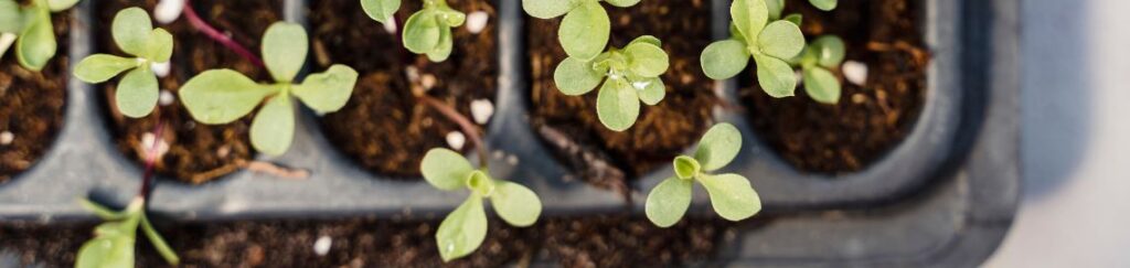 ถาดเพาะกล้าคุณภาพสูง ออกแบบมาเพื่อการเพาะเมล็ดให้ได้ต้นกล้าที่แข็งแรง งอกสม่ำเสมอทุกหลุม ช่วยควบคุมระยะห่างของต้นกล้าได้อย่างเหมาะสม ลดการแย่งอาหารและพื้นที่ ทำให้ต้นพืชเติบโตได้อย่างเต็มศักยภาพ เหมาะสำหรับทั้งผักสวนครัว ไม้ดอก และพืชเศรษฐกิจ