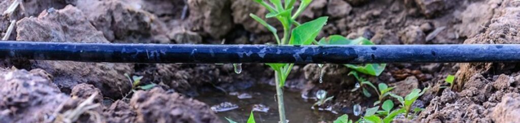 ระบบน้ำหยด คุณภาพสูง ประหยัดน้ำ 50% ช่วยพืชโตไว ผลผลิตดก คุ้มค่าแก่การลงทุน