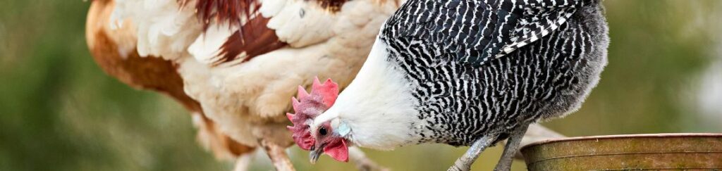 อุปกรณ์เลี้ยงสัตว์ เกรดพรีเมียม ครบจบในที่เดียว เพื่อความสุขของเพื่อนซี้สี่ขา