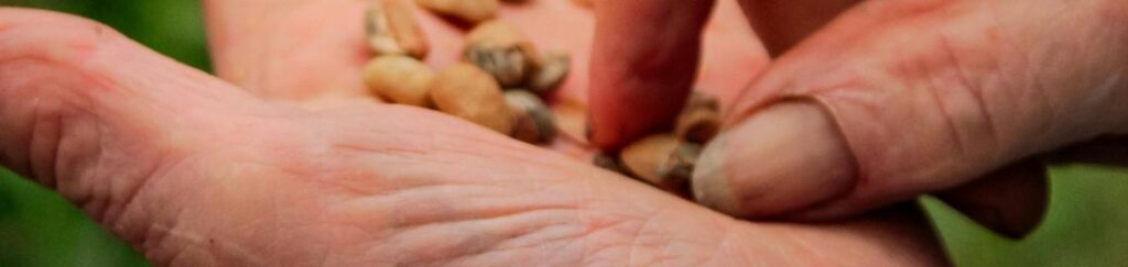 เครื่องหยอดเมล็ด หยอดเมล็ดแม่นยำ ลดการสูญเสีย เพิ่มผลผลิต