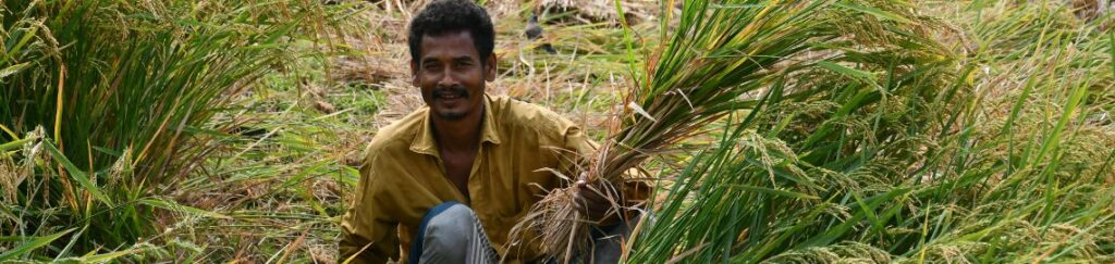 เคียวเกี่ยวข้าว (Sickle) เป็นอุปกรณ์การเกษตรพื้นฐานที่มีประวัติยาวนานและยังคงความสำคัญในวิถีเกษตรกรรมแบบดั้งเดิม โดยเฉพาะในพื้นที่นาขนาดเล็กหรือพื้นที่ที่เครื่องจักรเข้าไม่ถึงครับ