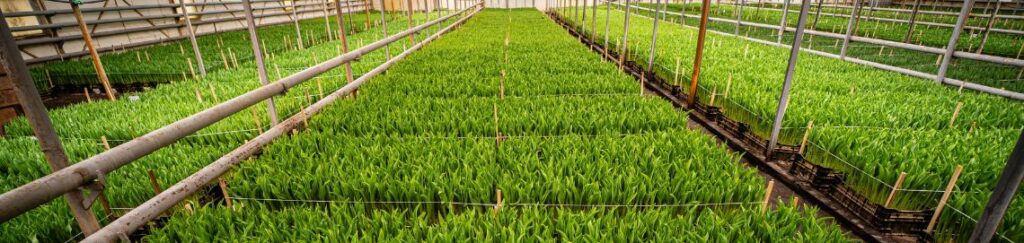 เชือกขึงแนวปลูก ขึงแนวปลูกตรงเป๊ะ แปลงสวยเป็นระเบียบ